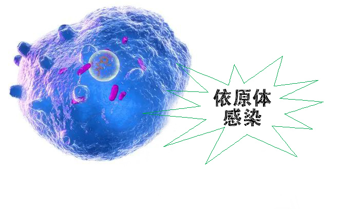 怎么不知不覺就感染了沙眼依原體呢？